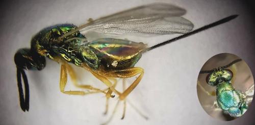 Torymus flavipes